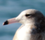 id:kittiwake0730