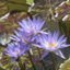 id:kmakusa-mint
