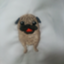 id:kohasigudaguda