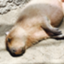 id:kolosuke0358