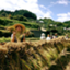 id:komatsuhikaru
