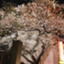 id:kotonohatawamure