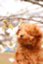 id:ks-hsc-ars