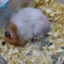 id:ktx00183