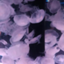 id:kubinishitekure
