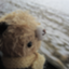 id:kumakuma_in_Berlin