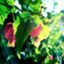 id:kusa-no-hako