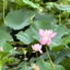 id:kyouko1977