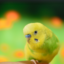 id:kyu777