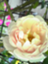 id:lennyu_0029