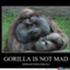 id:lifeofgorilla