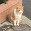 id:like_cats