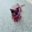 id:lily-414-prfm