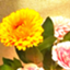 id:lilychosis