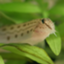 id:loach_loach_ap