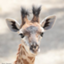 id:longneck_giraffe0