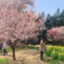 id:looking_rocky