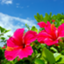 id:lovelyhibiscus