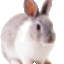 うさぎちゃん