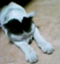 id:lunatycat