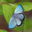 id:lycaenidae