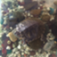 id:ma_mint