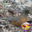 id:magpie_sendai