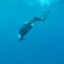 id:maldiveslife