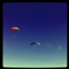 id:maloni