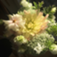 id:manmaru_sunny