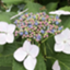 id:mapleDotW