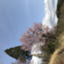 id:marimori25