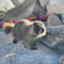 id:marmotkun