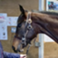 id:masa_thoroughbred