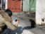 id:masako_y