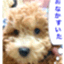 にしやん