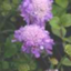 id:matsumushisou