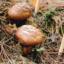 id:matsutakeyama