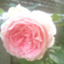 id:maya1325