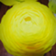id:melon-banana