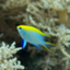 id:memeChromis