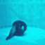 id:mgmgsheep