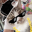 id:mie-mai