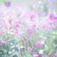 id:mikaneko25