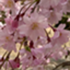 id:mikisakura