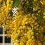 id:mimosa_TNR
