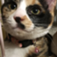 id:minamint