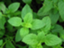 id:mint0035