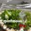 id:mintmoss