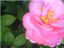 id:mippu